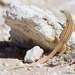 Namaqua Sand Lizard - Photo (c) Jo Mur, some rights reserved (CC BY-NC-ND)