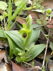 Ophrys lutea galilaea