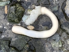 Priapulida