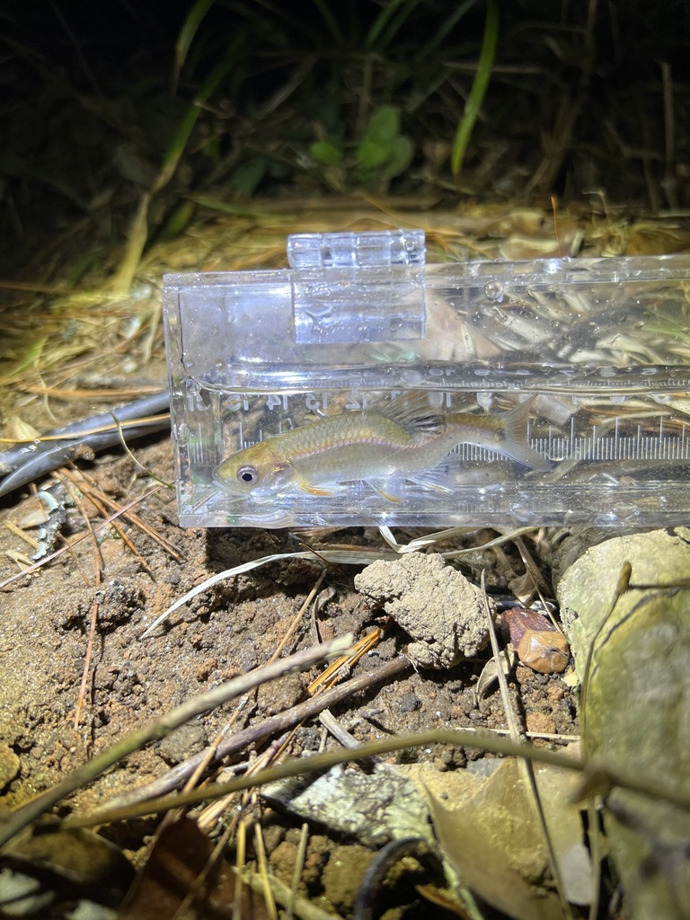 Tricolor shiner (Cyprinella trichroistia) — Cyprinidae