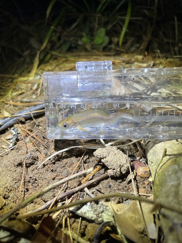 Tricolor shiner (Cyprinella trichroistia) — Cyprinidae