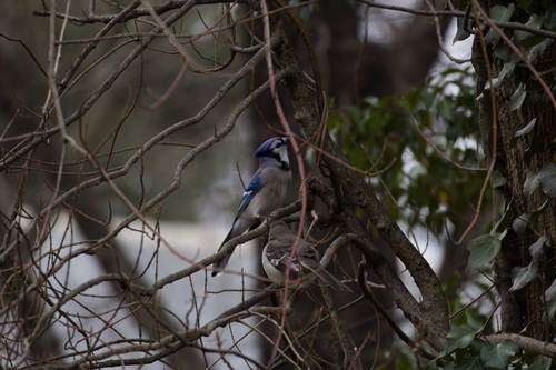 Blue Jay
