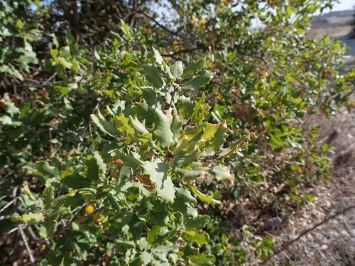 Aleppo Oak (Quercus infectoria)
