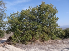 Quercus infectoria, photograph (c) Marios Thoma, some rights reserved (CC BY)