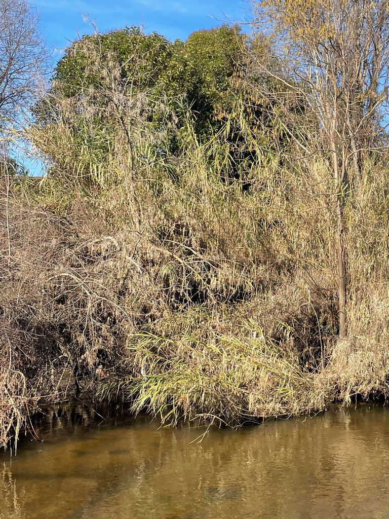 giant reed from Saugstad/Royer Park Trail, Roseville, CA, US on January ...