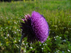 Carduus nutans leiophyllus