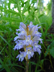 Orobanche coerulescens