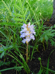 Orobanche coerulescens