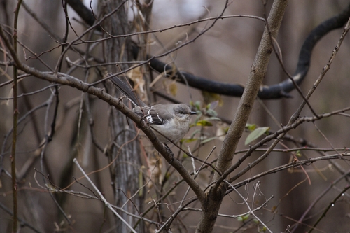 Northern Mockingbird
