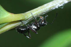 Polyrhachis