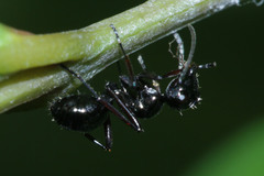 Polyrhachis