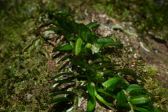 Gastrochilus ciliaris