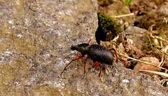 Otiorhynchus coecus