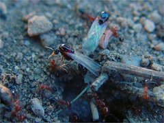 Solenopsis xyloni