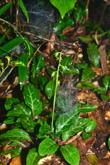 Pyrola alboreticulata