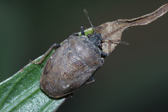Hemiptera