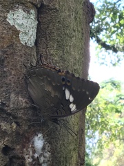 Charaxes cithaeron