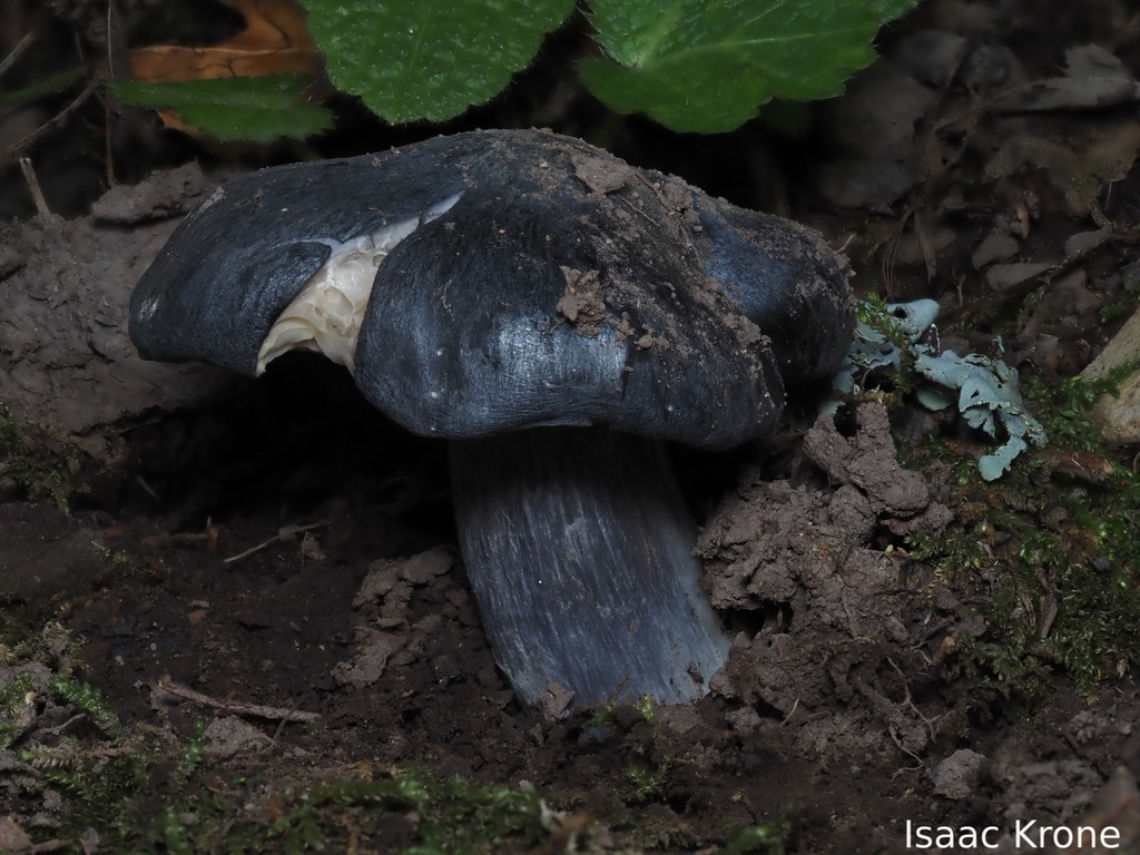 Entoloma medianox · January 2026 · photo: © isaac_krone (iNaturalist, cc-by)