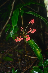 Ardisia crispa