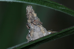 Psychidae