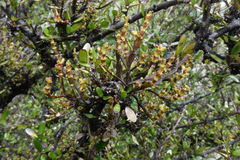 Korthalsella clavata