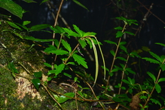 Lysionotus pauciflorus