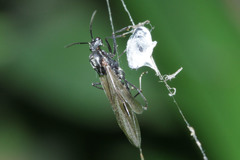 Polyrhachis