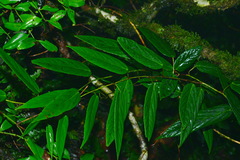 Rubus liui