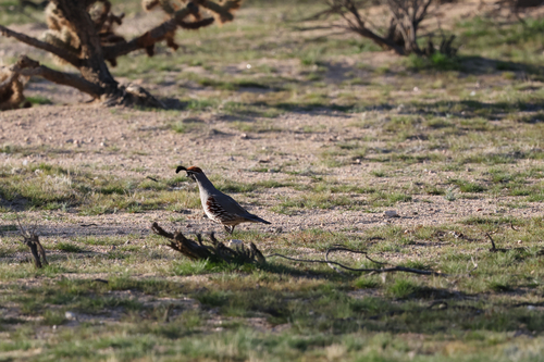 Gambel's Quail (Callipepla gambelii), photo 8