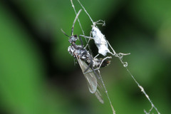 Polyrhachis