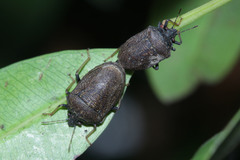 Hemiptera
