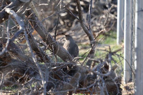 Gambel's Quail (Callipepla gambelii), photo 5
