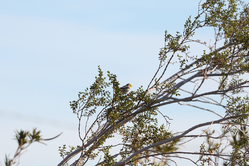 Verdin (Auriparus flaviceps), photo 4