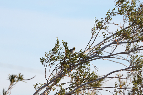 Verdin (Auriparus flaviceps), photo 5