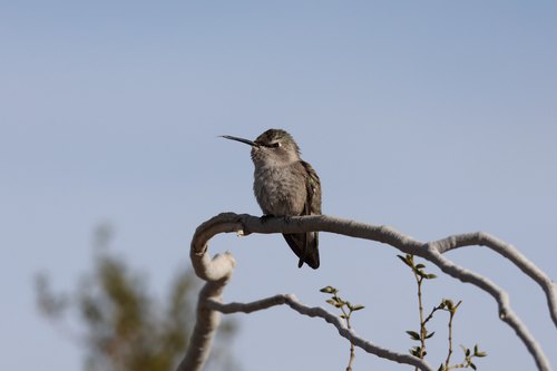 Costa's Hummingbird (Calypte costae), photo 2