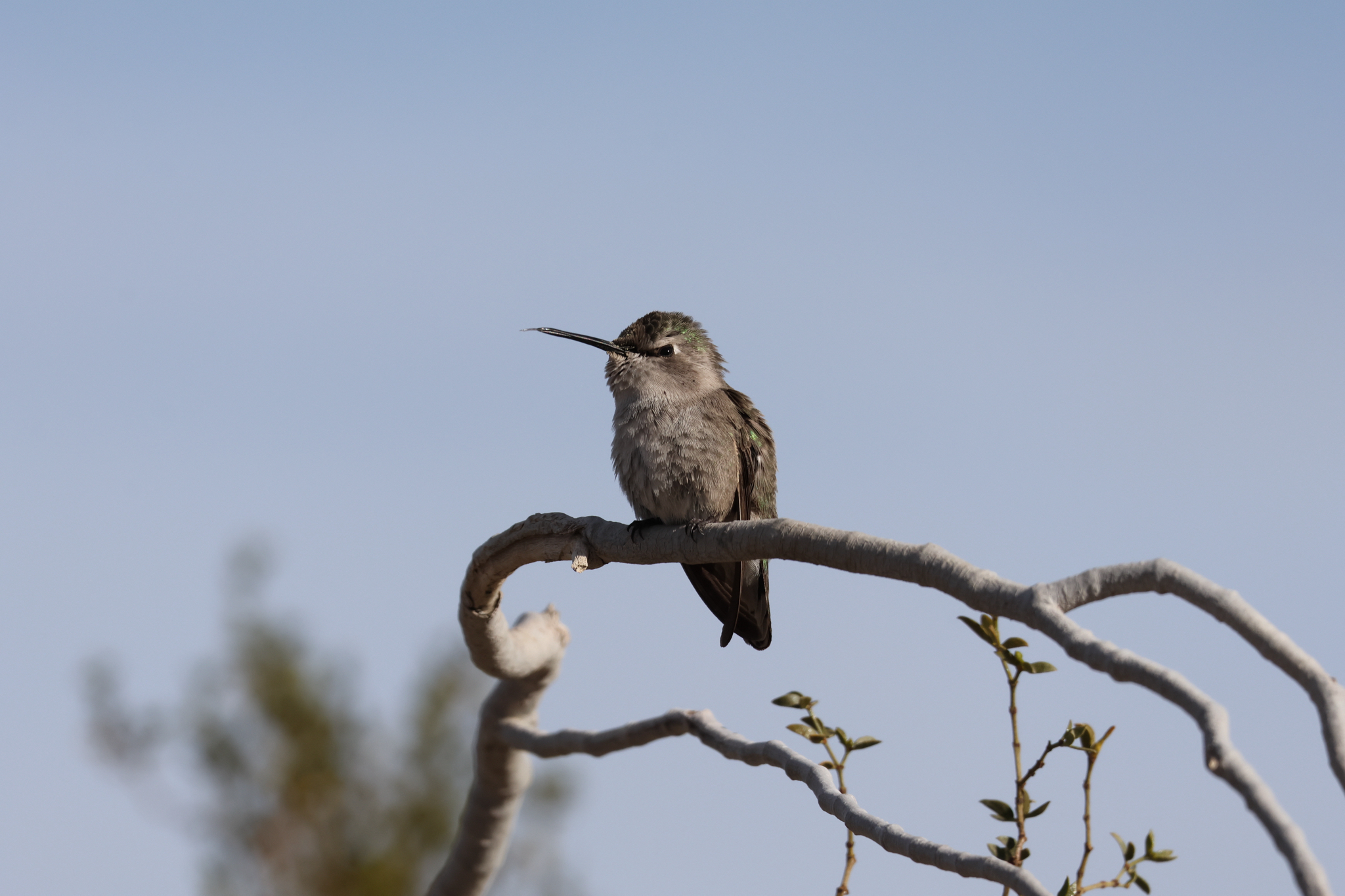 Costa's Hummingbird (Calypte costae), photo 2