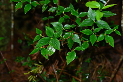 Rhododendron mariesii