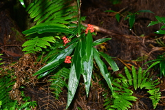 Ardisia crispa