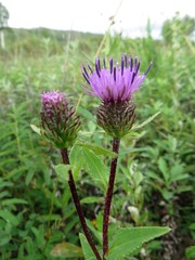 Cirsium vlassovianum