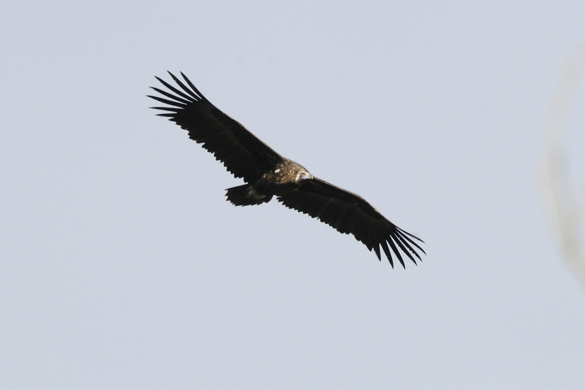 Aegypius monachus (Linnaeus, 1766)