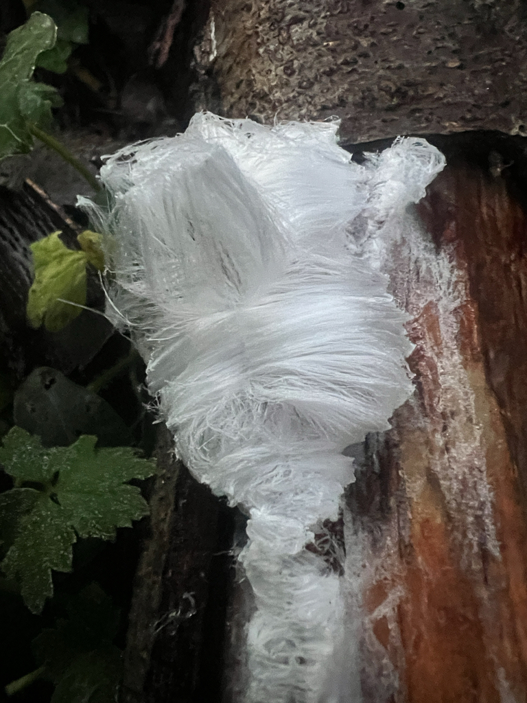 Exidiopsis effusa · January 2026 · photo: © saintaardvark (iNaturalist, cc0)