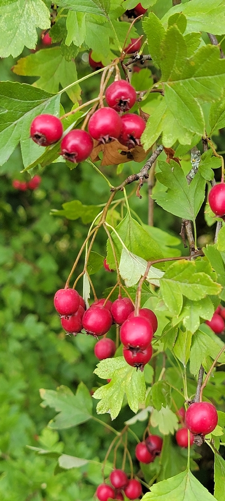 Crataegus monogyna
