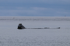Eubalaena glacialis