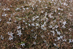 Lobelia perpusilla