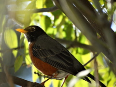 Turdus migratorius