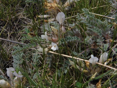 Astragalus testiculatus