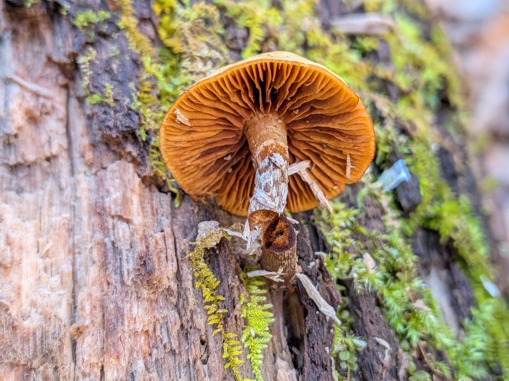 Galerina marginata · January 2026 · photo: © kzoebel (iNaturalist, cc0)