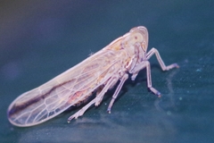 Stenocranus major