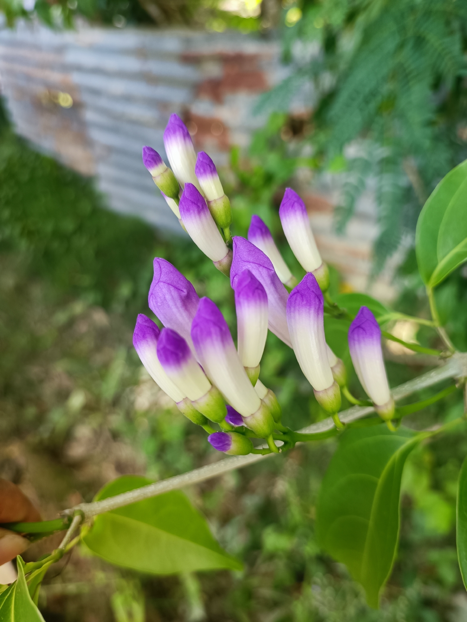 Garlic vine