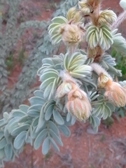 Mimosa lanuginosa